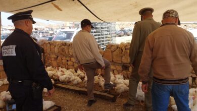 Photo of سلطات سوق السبت ..الدجاج سليم  وقبل للاستهلاك بالسوق الأسبوعي