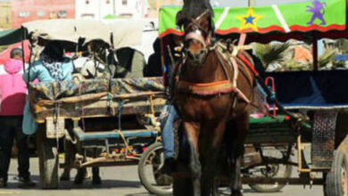 Photo of مطالب بتحرير الملك العمومي والحد من فوضى العربات المجرورة